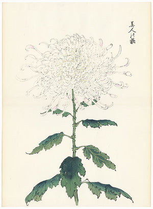 Archive Chrysanthemums I (4740580671587)