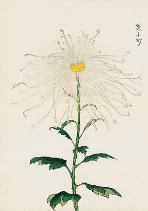 Archive Chrysanthemums IV (4740581523555)